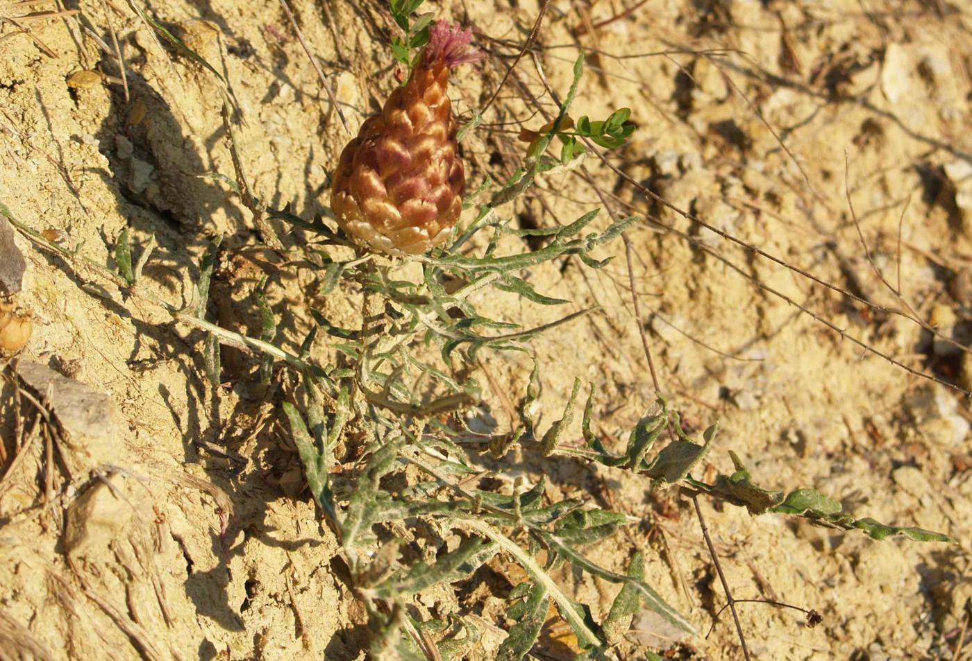 Knapweed, Cone leaf